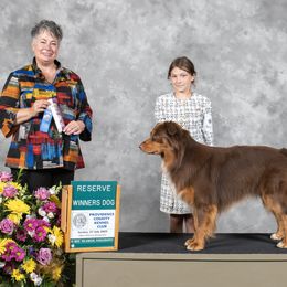 Cowboy - Australian Shepherd
