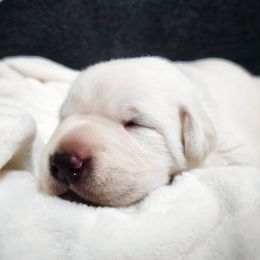 Westley - Black Collar - Yellow male Labrador Retriever puppy in Cocoa, Florida from Harrison's Lakeside Labradors LLC