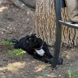 Girl 1 - Black and white female Boston Terrier puppy in Albuquerque, New Mexico from Mat Bee Boston Terriers