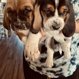 Basset Hound Puppies from American Hounds