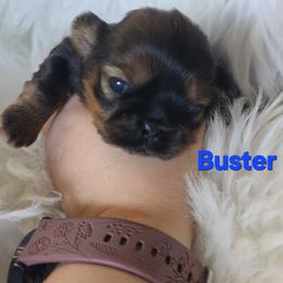 Buster - Black and tan male Shih Tzu puppy in Peoria, Arizona from Shihtzucircusaz