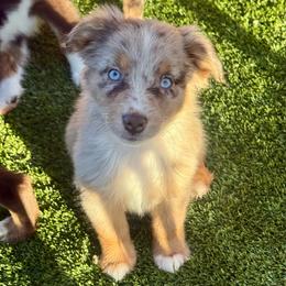 Jinx - Red merle female Australian Shepherd puppy in Tucson, Arizona from TTTNT Aussies