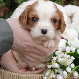 Wesley - Blenheim male Cavalier King Charles Spaniel puppy in Lula, Georgia from Cavaliers by Crumley