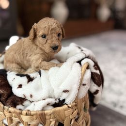 Jagger - Red  male Goldendoodle puppy in Winston Salem, North Carolina from Salem Doodles