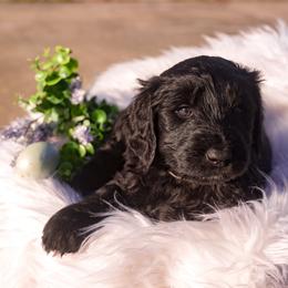 Noctis - Phantom male Goldendoodle puppy in Portsmouth, Virginia from Hopping Howlers Ranch