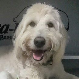 Pearl - Goldendoodle