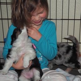 Miniature Australian Shepherd Puppies from Mini Aussie Tails