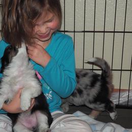 Miniature Australian Shepherd Puppies from Mini Aussie Tails