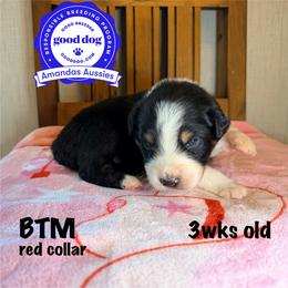 BTM red collar - Black tri-color male Australian Shepherd puppy in Greenville, Texas from Amandas Aussies