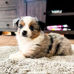 Miniature Australian Shepherd and Toy Australian Shepherd Puppies from Columbia Coast Toy & Mini Aussies