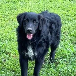 Onyx - Australian Shepherd