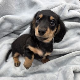 Blue Pup - Black and cream male Dachshund puppy in Lenoir, North Carolina from Yadkindale Kennel