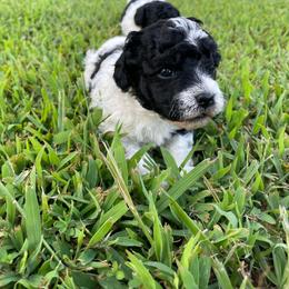 Bandit - Parti male Poodle puppy in Bee Branch, Arkansas from Scroggins Creek Doodles