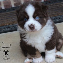 Australian Shepherd, Miniature Australian Shepherd, and Toy Australian Shepherd Puppies from TK Standard, Mini, & Toy Aussies