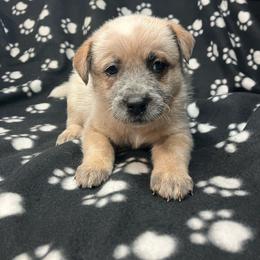 Navarre (RM1) blue - Red speckled male Australian Cattle Dog puppy in Saint Albans, Maine from Australian Cattle Cuties and littles