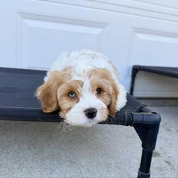 Jonathan - Red male Cavapoo puppy in Wamego, Kansas from Doodles of Oz