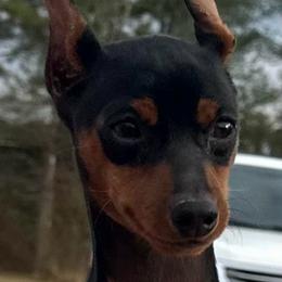 Boomer - Black and rust male Miniature Pinscher puppy in Nashville, Tennessee from Aztex Min Pins