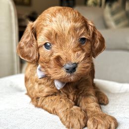 Jackson (Gray Collar Male) - Red male Cavapoo puppy in Pleasant Hill, Iowa from Harvest Creek