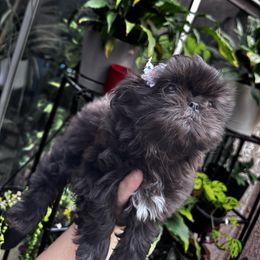 Rose - Black female Shih Tzu puppy in Apple Valley, California from Southern California Shih Tzu Palace