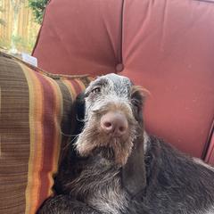 Spinone Italiano Puppies from High Pines Spinoni Italiani