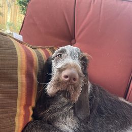 Spinone Italiano Puppies from High Pines Spinoni Italiani