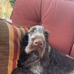 Spinone Italiano Puppies from High Pines Spinoni Italiani