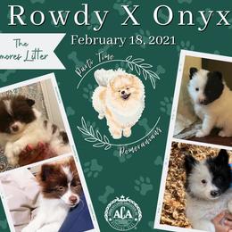 Pomeranian Puppies from Parti Time Pomeranians (Bridget Gudgell Pomeranians)