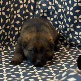Black Collar - Sable male German Shepherd puppy in Riverside, California from Von Der Sagobi