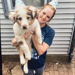 Australian Shepherd Puppies from Cannonrun Aussies