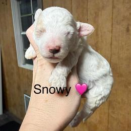 Snowy - White female Cavapoo puppy in Greensburg, Kentucky from Doodle Me Crazy