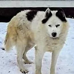 Trace - Siberian Husky