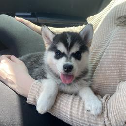 Pomsky Puppies from Mischa Nelson