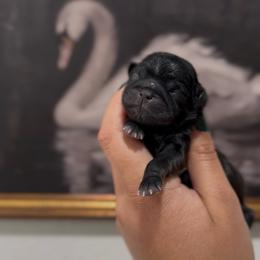 Caterpillar Crawl - Black female Shih Tzu puppy in Cedar Hill, Texas from Puppy Paper House