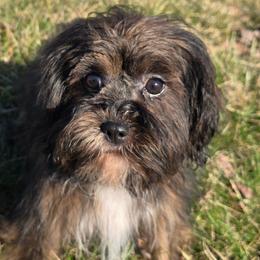 Lolly - Sable female Cavapoo puppy in Lebanon, Kentucky from Mosaic Merle Doodles
