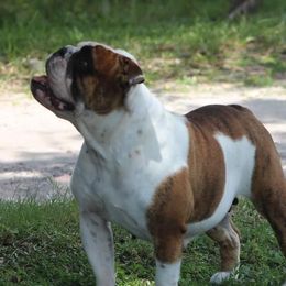 Bertha - Bulldog