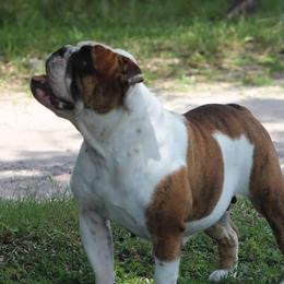 Bertha - Bulldog