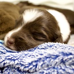 Latte - Piebald Dachshund puppy in North Reading, Massachusetts from The Well Tempered Dachshund