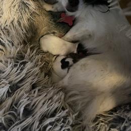 Emmas Boys - Chocolate and white male Chihuahua puppy in Red Bluff, California from Aye Chihuahua