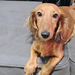 Millie - Dachshund
