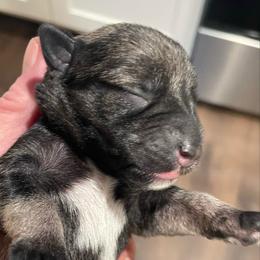 Peyton - Salt and pepper female Miniature Schnauzer puppy in Interlachen, Florida from Pam's Schnauzers
