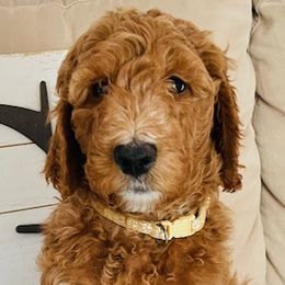 Boy 5 - Red  Goldendoodle puppy in Los Alamitos, California from Given Doodles