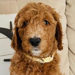 Boy 5 - Red  Goldendoodle puppy in Los Alamitos, California from Given Doodles