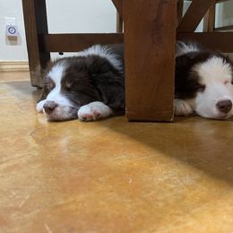 Miniature Australian Shepherd Puppies from Integrity Aussies Tx