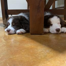 Miniature Australian Shepherd Puppies from Integrity Aussies Tx