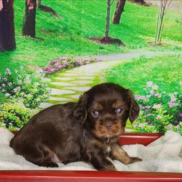 Lola - Chocolate female Cavalier King Charles Spaniel puppy in Marshfield, Missouri from Clearview Kennels