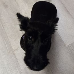 AMAYA - Scottish Terrier