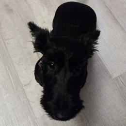 AMAYA - Scottish Terrier