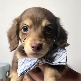 Rocket - Chocolate and cream male Dachshund puppy in Batesville, Arkansas from Willow Tree Dachshunds