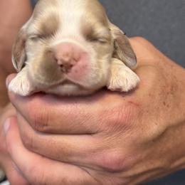 Boy 1 - Buff male Cocker Spaniel puppy in Haines City, Florida from Camic Cockapoos