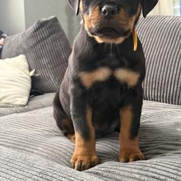2nd Pick Boy - Black and mahogany male Rottweiler puppy in Tacoma, Washington from Karma Kennel PNW